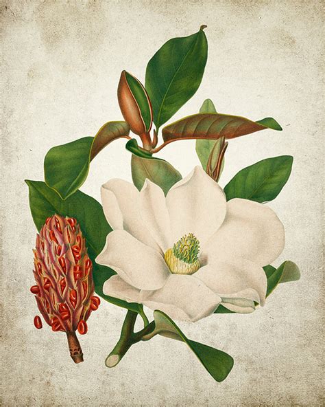 magnolia vintage